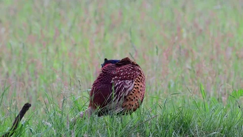 Pheasant clean her feathers on the meadow, spring Stock Footage 97885455