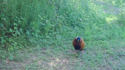 Pheasant cleaning the feathers in a springtime sunny day in a meadow Stock Footage 132049449