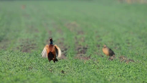 Pheasant cock at courtship display, spring Stock Footage 78228407