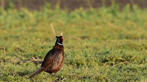 Pheasant cock at courtship display, spring Video stock 78229378