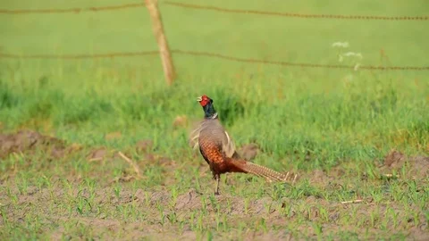 Pheasant cock at courtship display, spring Stock Footage 80978052