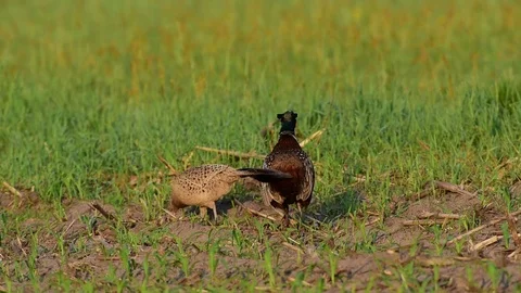 Pheasant cock at courtship display, spring Stock Footage 80978862