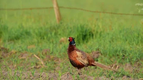Pheasant cock at courtship display, spring Stock Footage 80979609