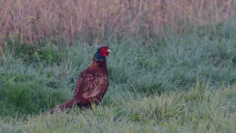 Pheasant cock looking from the meadow, spring Stock Footage 97825654