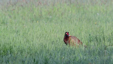 Pheasant cock looking from the meadow, spring Stock Footage 116535598