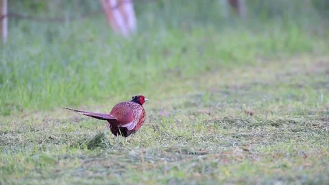 Pheasant cock on a meadow, spring Video stock 79611671