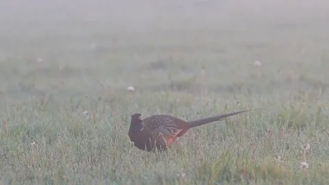 Pheasant cock on a meadow, spring Stock Footage 79612266