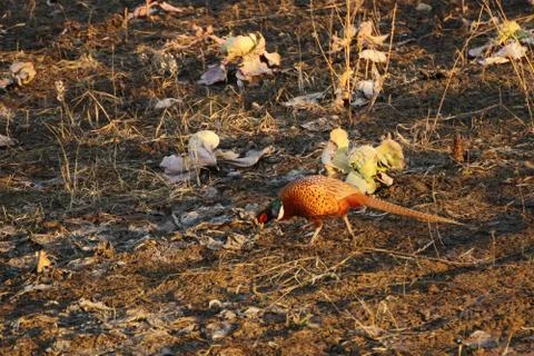 Pheasant cock Stock Photos