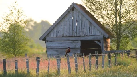 Pheasant cock sit on a fence post, spring Stock Footage 80978289