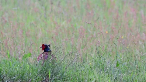 Pheasant cock sitting in the grass, spring Stock Footage 98126122