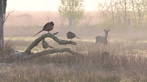 Pheasant cock sitting with several hens on dead tree trunk in morning fog Stock Footage 217975554