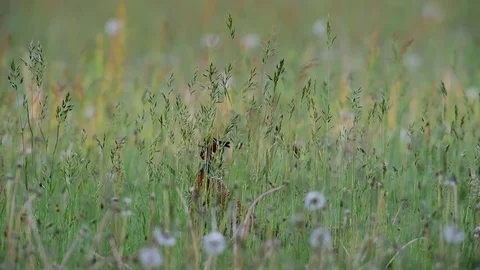 Pheasant cock stand in the high grass, spring Stock Footage 80978015
