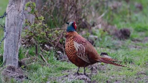 Pheasant cock standing on the meadow, spring Stock Footage 116536462