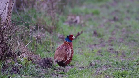 Pheasant cock standing on the meadow, spring Stock Footage 116536489