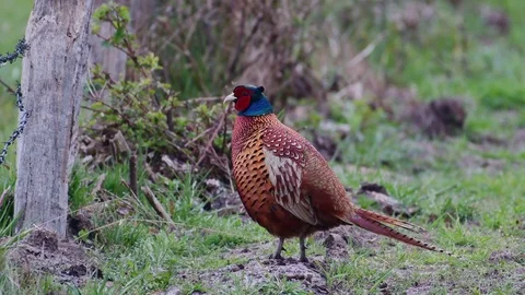 Pheasant cock standing on the meadow, spring Stock Footage 116538236