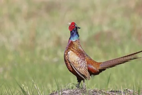 Pheasant, common pheasant (Phasianus colchicus), adult male bird displaying in a Stock Photos