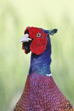 Pheasant, common pheasant (Phasianus colchicus), adult male bird in a meadow, Stock Photos