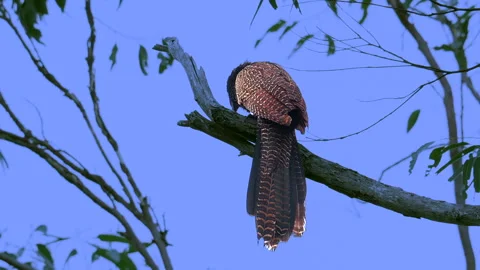 Pheasant Coucal calling 1_2 Stock Footage 321211661