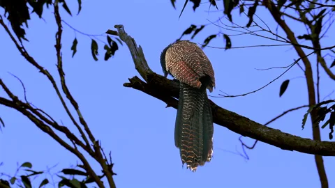 Pheasant Coucal calling 2_2 Stock Footage 321211679