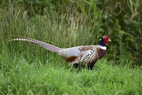 Pheasant in the country Stock Photos