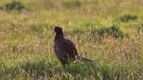 Pheasant with courtship display Stock Footage 75806398