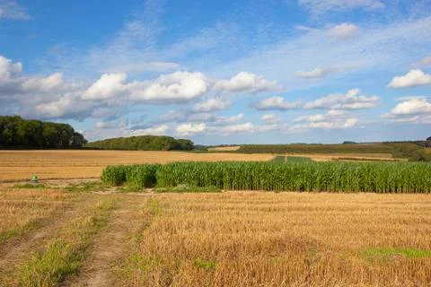 Pheasant cover maize crop Foto stock