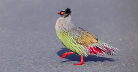 Pheasant crossing road Видео 335661678