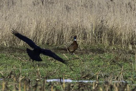 A pheasant on the edge of a field Stock Photos