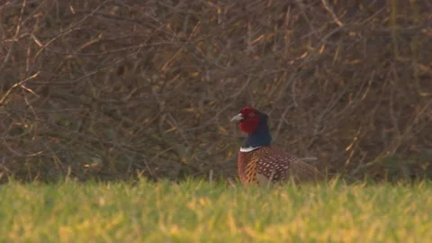 Pheasant at the edge of a meadow in spring Stock Footage 265420122