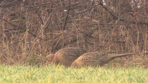 Pheasant at the edge of a meadow in spring Stock Footage 265420153
