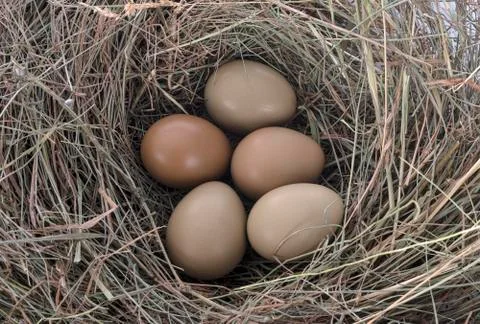 Pheasant eggs in studio Stock Photos
