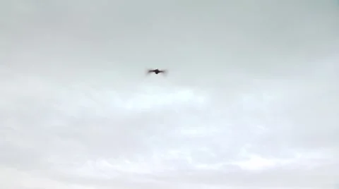 Pheasant falling in ranch after being shot by hunter Stock Footage 54593904