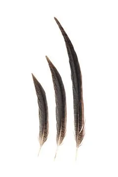 Pheasant feather pheasant feather on white background Copyright: xZoonar.c... Stock Photos