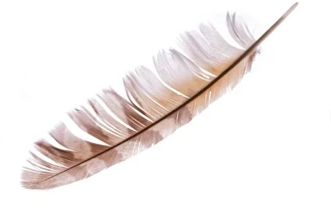 Pheasant feather Stock Photos