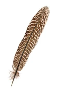 Pheasant feather Stock Photos