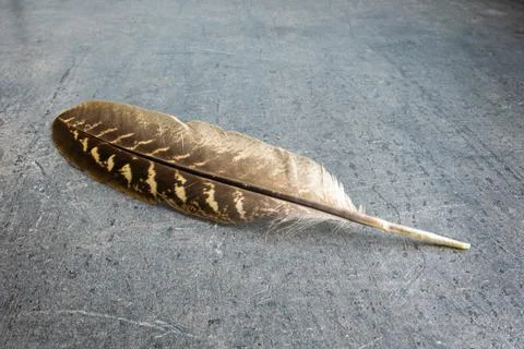 Pheasant Feather Stock Photos