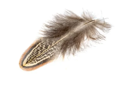 Pheasant feather on a white isolated background Stock Photos
