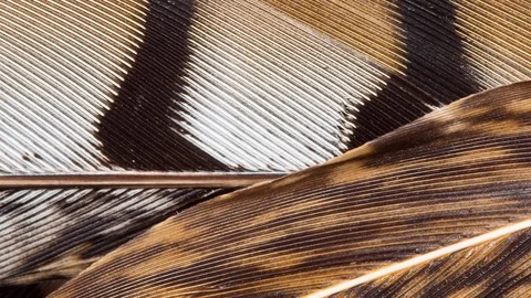 Pheasant feathers pan Stock Footage 95405201