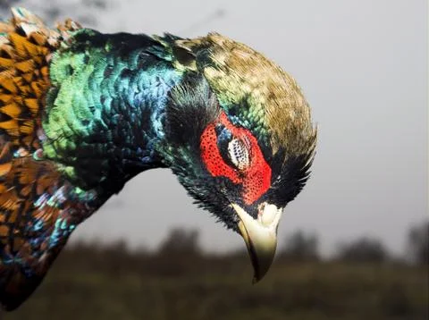 Pheasant feathers Stock Photos