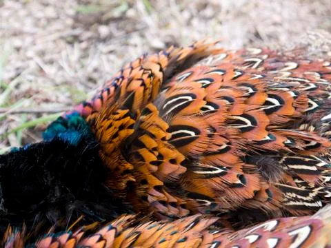 Pheasant feathers  库存照片