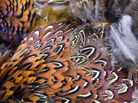Pheasant feathers  库存照片