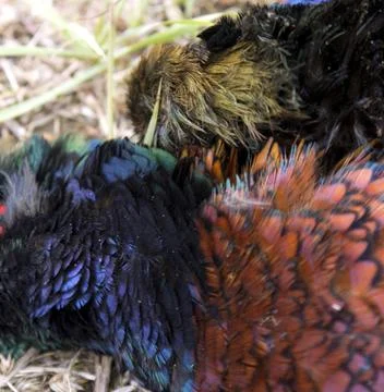 Pheasant feathers  Stock Photos