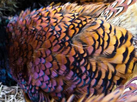 Pheasant feathers  库存照片
