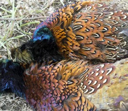 Pheasant feathers  库存照片