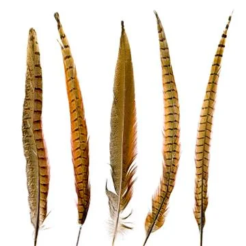 Pheasant feathers set isolated Stock Photos