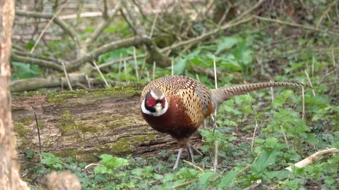 Pheasant feeding in the grass Video stock 105012583