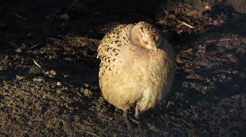 Pheasant female in captivity Stock Footage 26241167