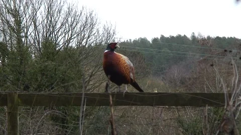 Pheasant on fence 01 Video stock 47168800