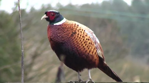 Pheasant on fence 02 Stock-Footage 47168392