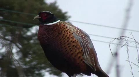 Pheasant on fence 03 Stock Footage 47167949